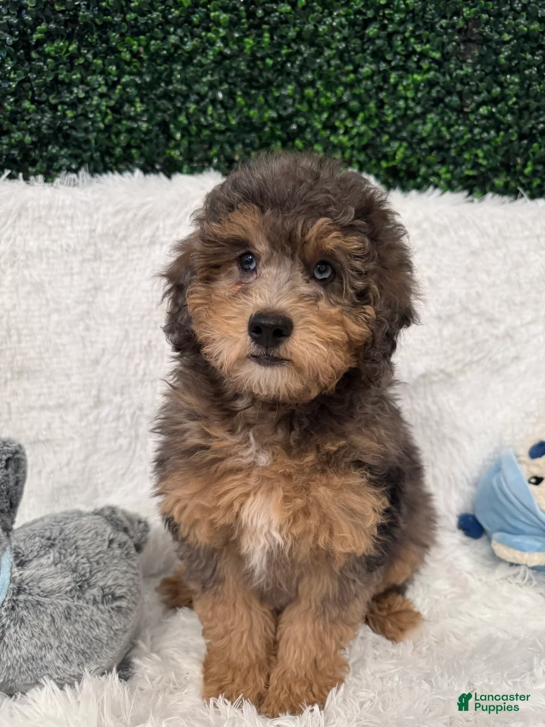 Mini Goldendoodle dogs for sale: Basil - Ad 2