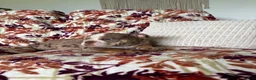 English Bulldog dogs for sale: English Bulldog 3 - Ad 13