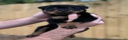 Rottweiler dogs for sale: HERMOINE  - Ad 3
