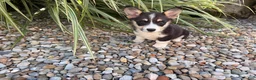 Welsh Corgi Pembroke dogs for sale: Holly - Ad 20