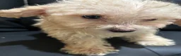 Miniature Poodle dogs for sale: Miniature Poodle 1 - Ad 2