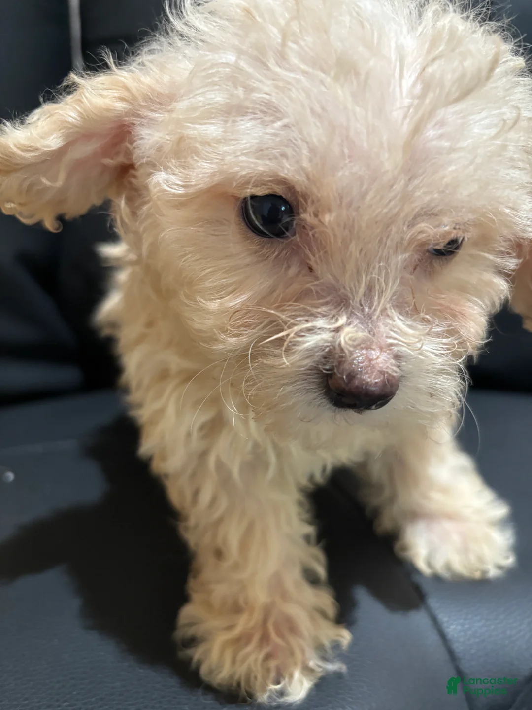 Miniature Poodle dogs for sale: Miniature Poodle 1 - Ad 2