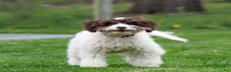 Cavapoo dogs for sale: Snickerdoodle Cavapoo Puppy  - Ad 12