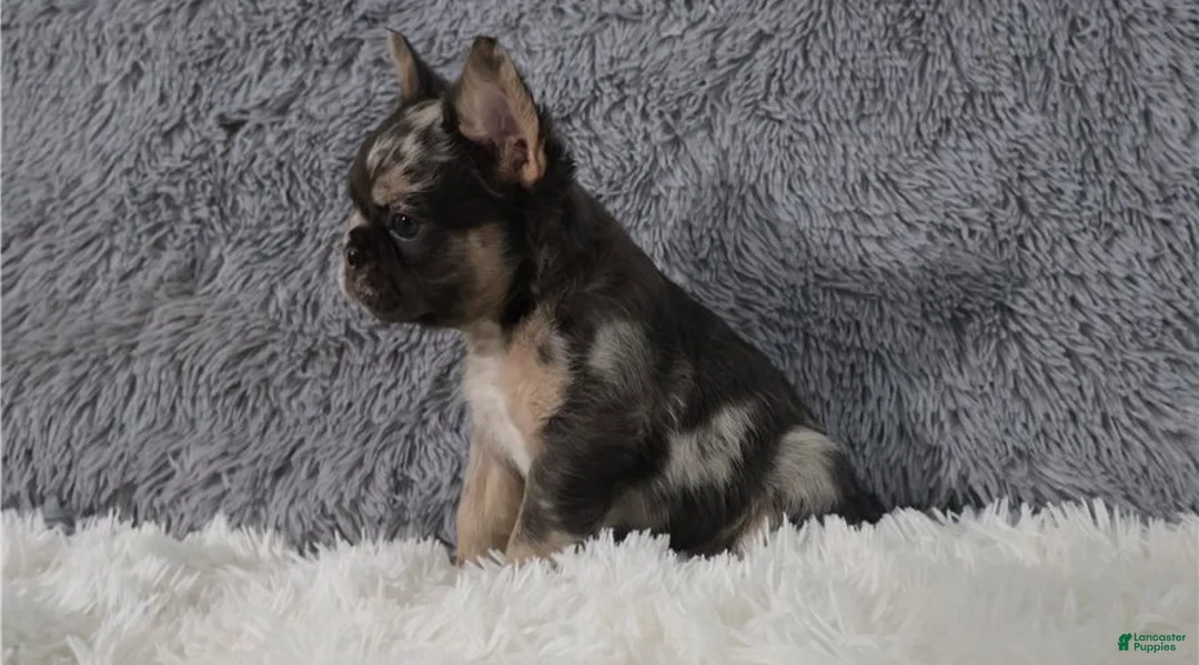 French Bulldog dogs for sale: French Bulldog 5 - Ad 2