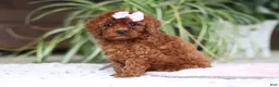 Cavapoo dogs for sale: Kyra - Ad 4