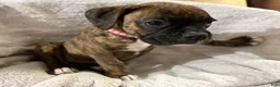Boxer dogs for sale: Pink - Ad 7
