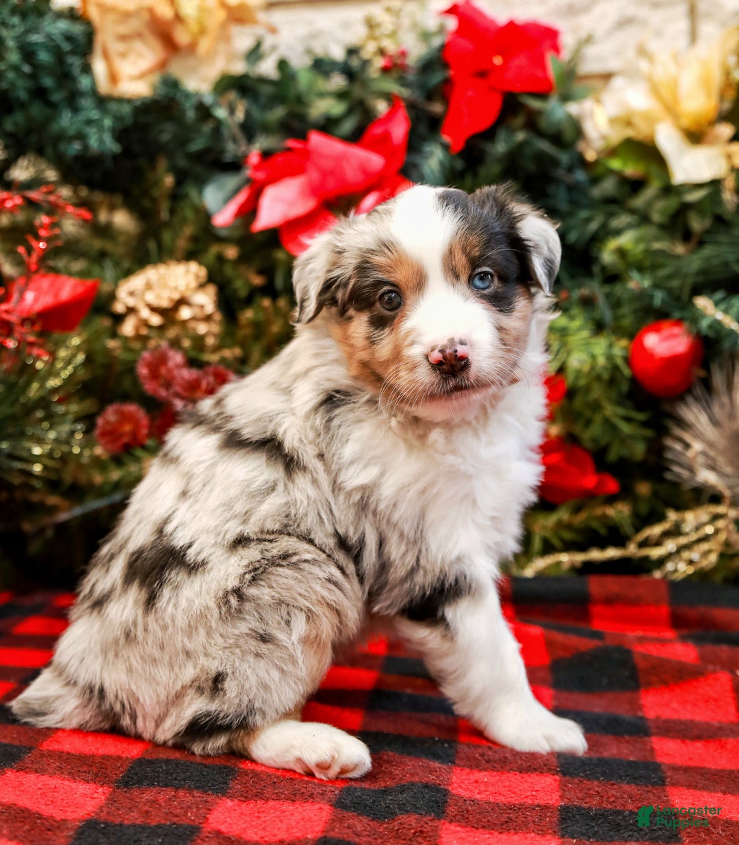 Miniature Australian Shepherd dogs for sale: Chestnut - Ad 3