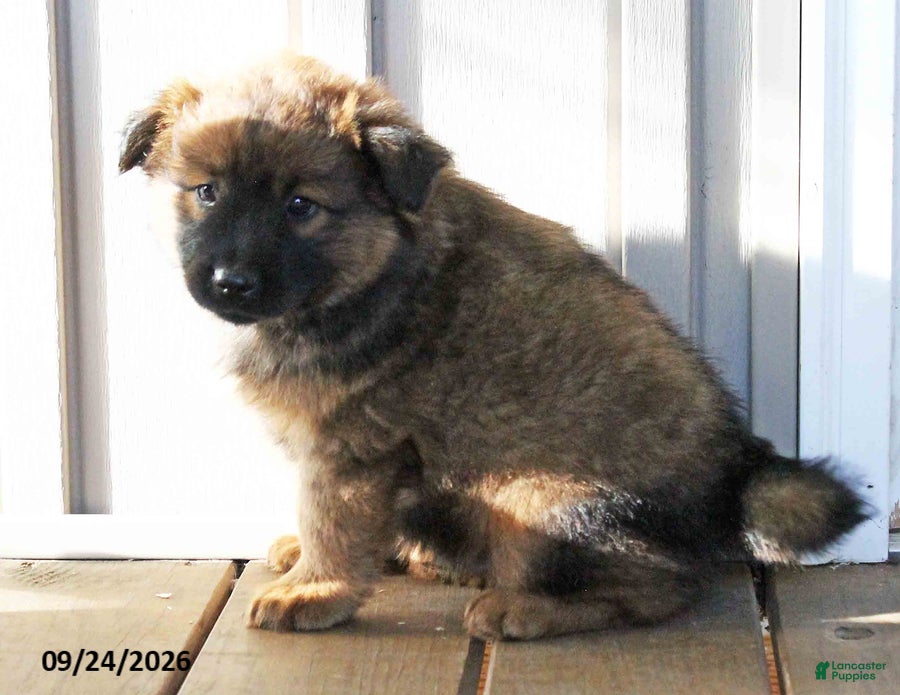 Mixed Breed dogs Clifford - Ad 1