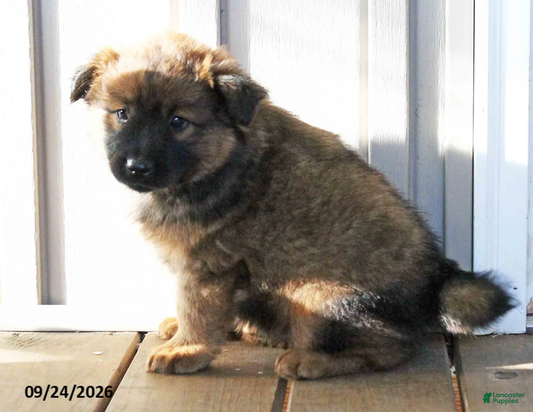Mixed Breed dogs for sale: Clifford - Ad 1