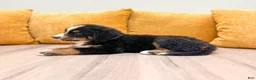Bernese Mountain Dog dogs for sale: Buddy - Ad 4