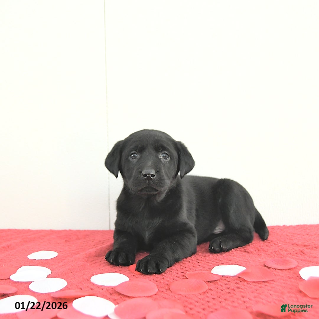 Labrador Retriever dogs for sale: Atlas - Ad 1
