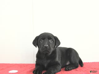 Labrador Retriever dogs Atlas - Ad 38