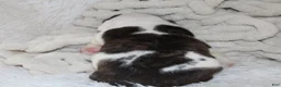 English Bulldog dogs for sale: Harry - Ad 6