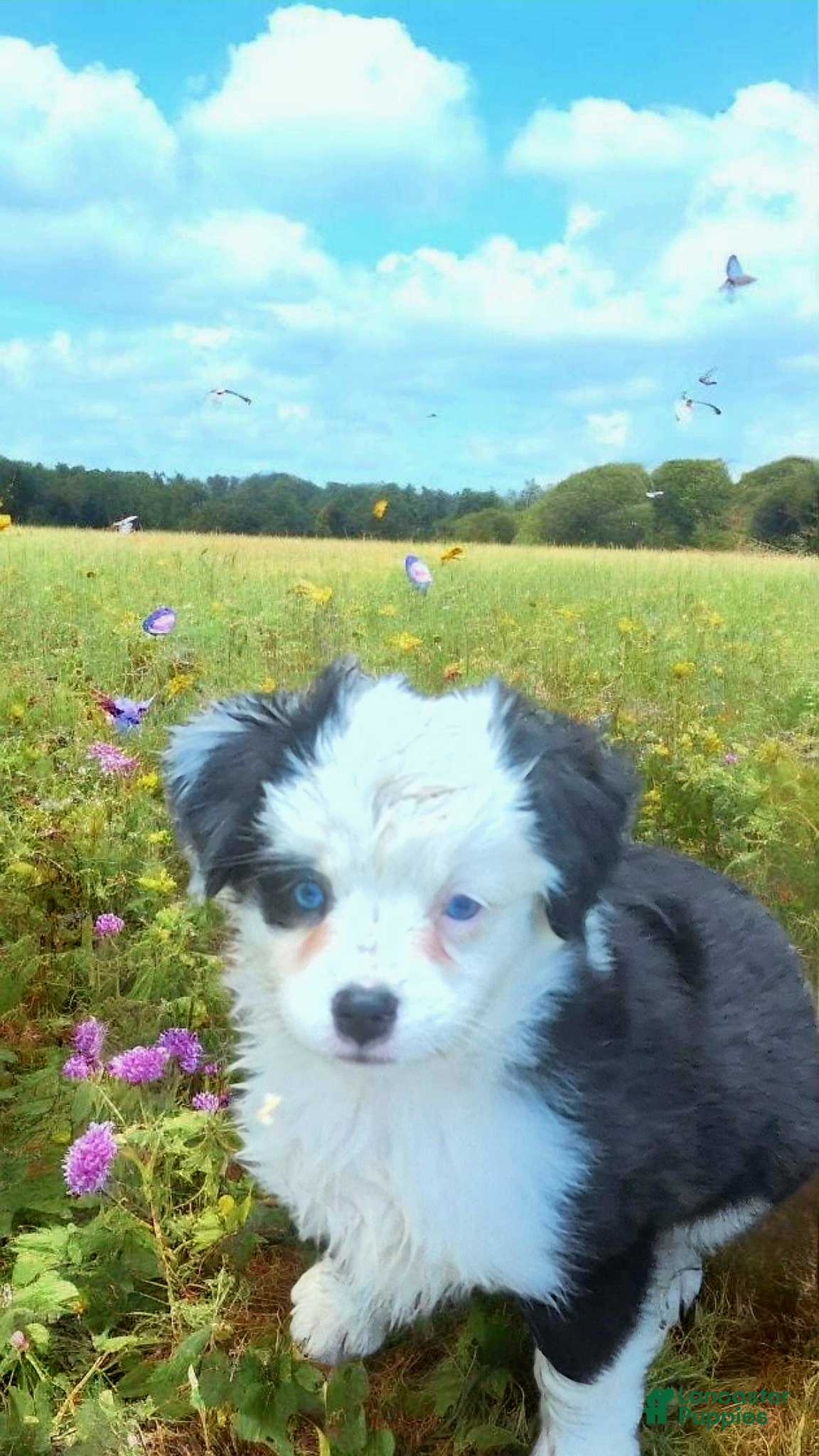 Toy Australian Shepherd dogs Toy Australian Shepherd Puppy 5 - Ad 10