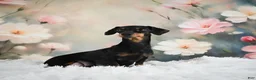 Miniature Dachshund dogs for sale: AKC-Jane - Ad 11