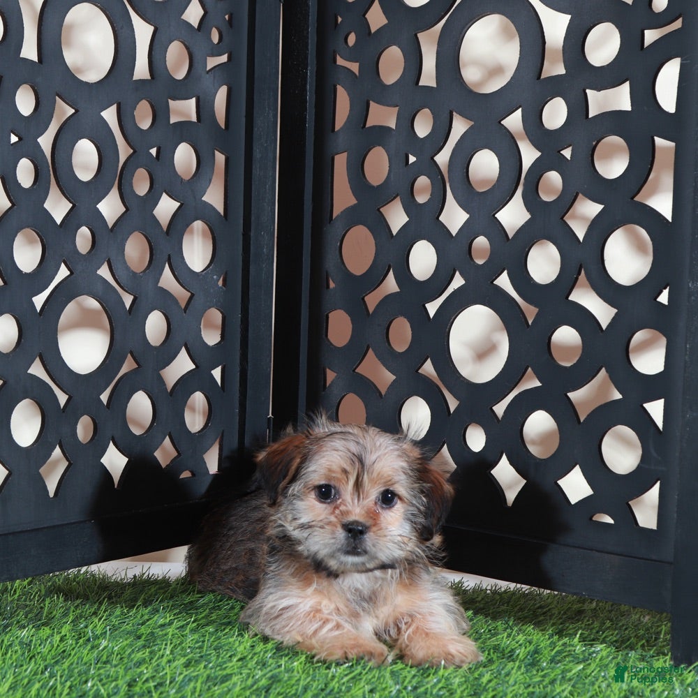 Shorkie dogs Minnie Cutest Little Female Shorkie Puppy - Ad 2