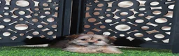 Shorkie dogs for sale: Minnie Cutest Little Female Shorkie Puppy - Ad 2