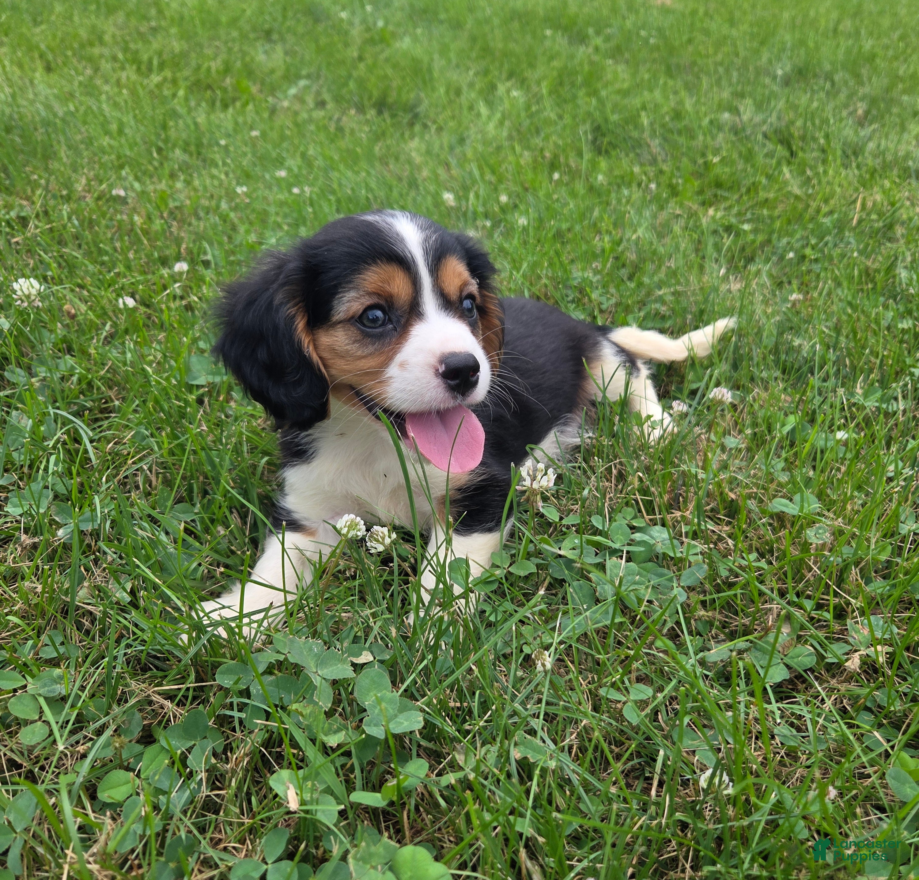 Cavalier King Charles Spaniel dogs Banjo - Ad 2