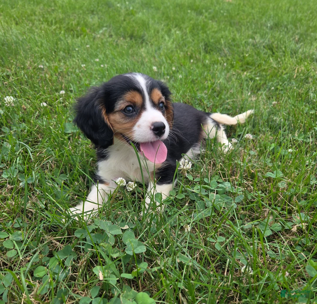 Cavalier King Charles Spaniel dogs for sale: Banjo - Ad 2