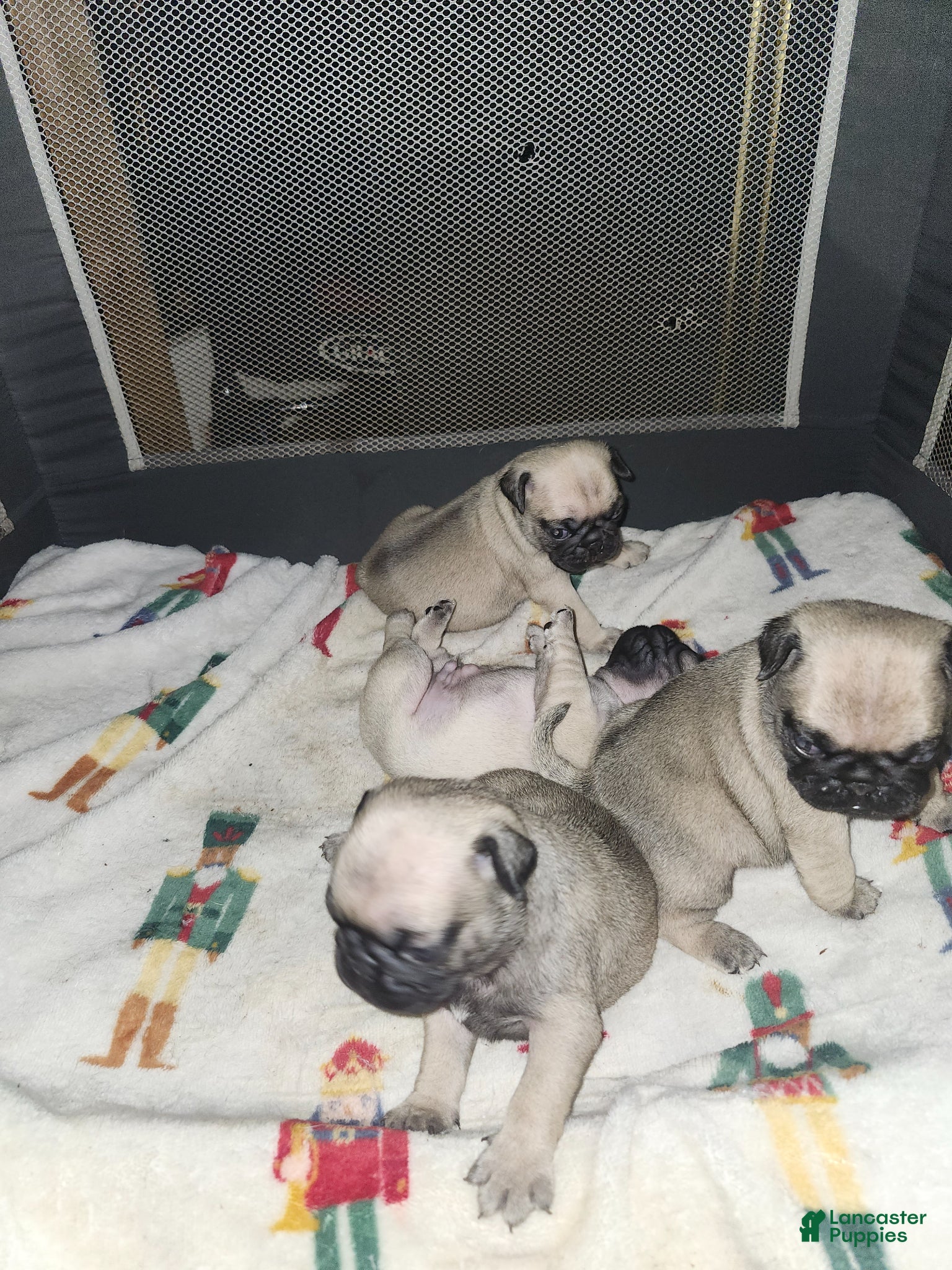 Pug dogs Pug Puppy 1 - Ad 5
