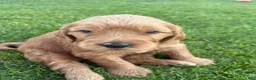 Goldendoodle dogs for sale: Jet - Ad 7