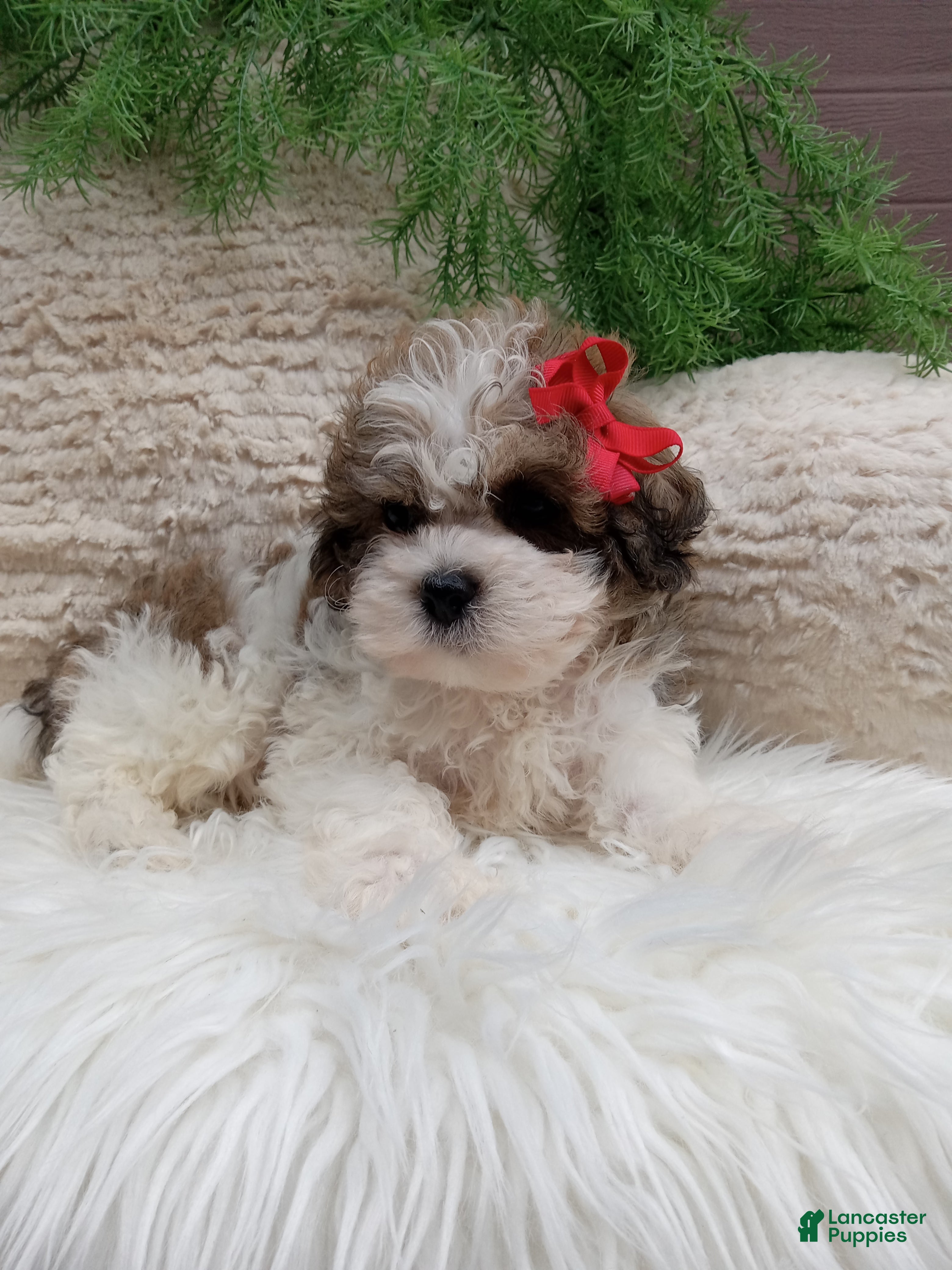 Teddy Bear dogs Teddy - Ad 2