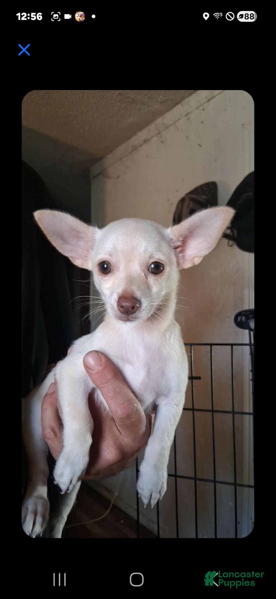 Chihuahua dogs Angel  - Ad 10