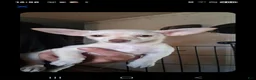 Chihuahua dogs for sale: Angel  - Ad 1