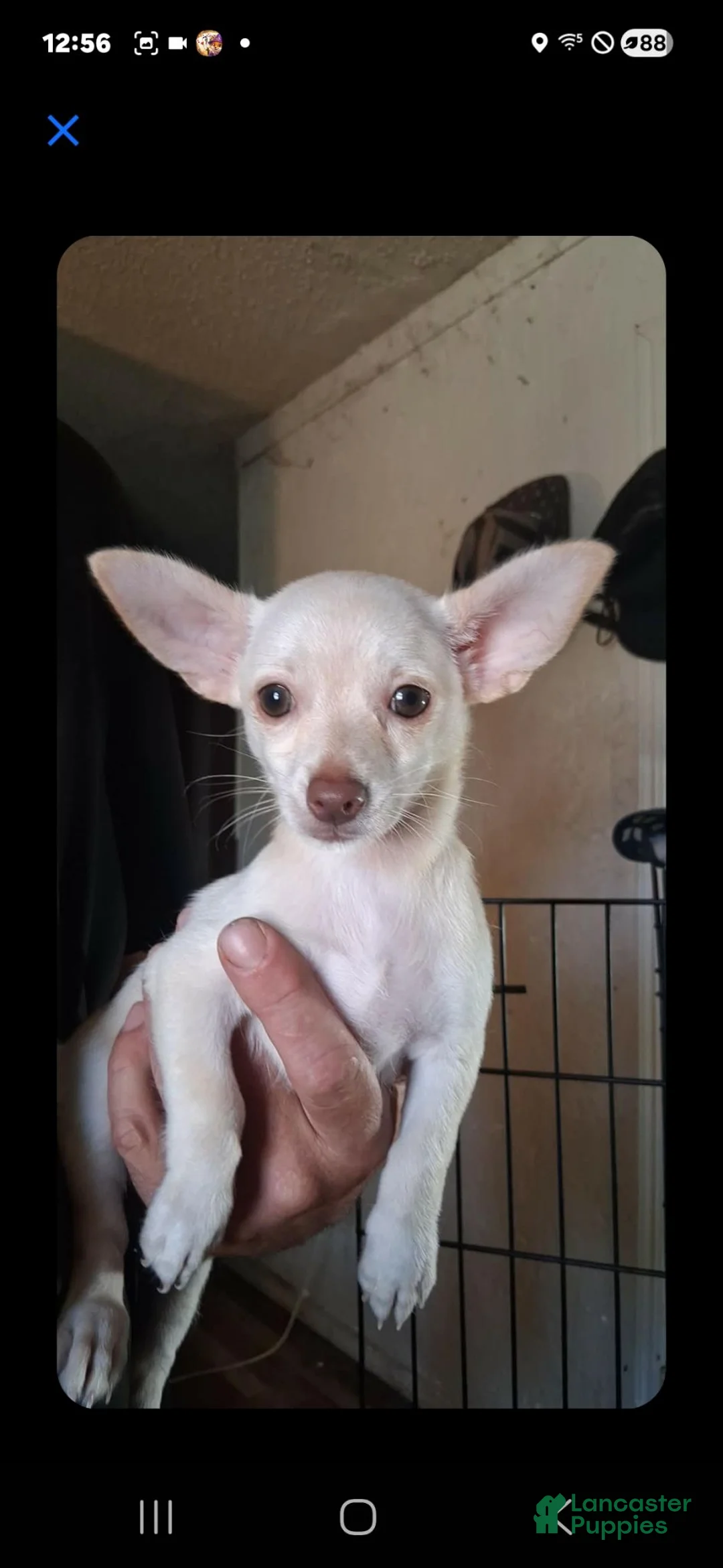 Chihuahua dogs for sale: Angel  - Ad 1