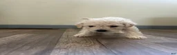 Mixed Breed dogs for sale: Mixed Breed 4 - Ad 3