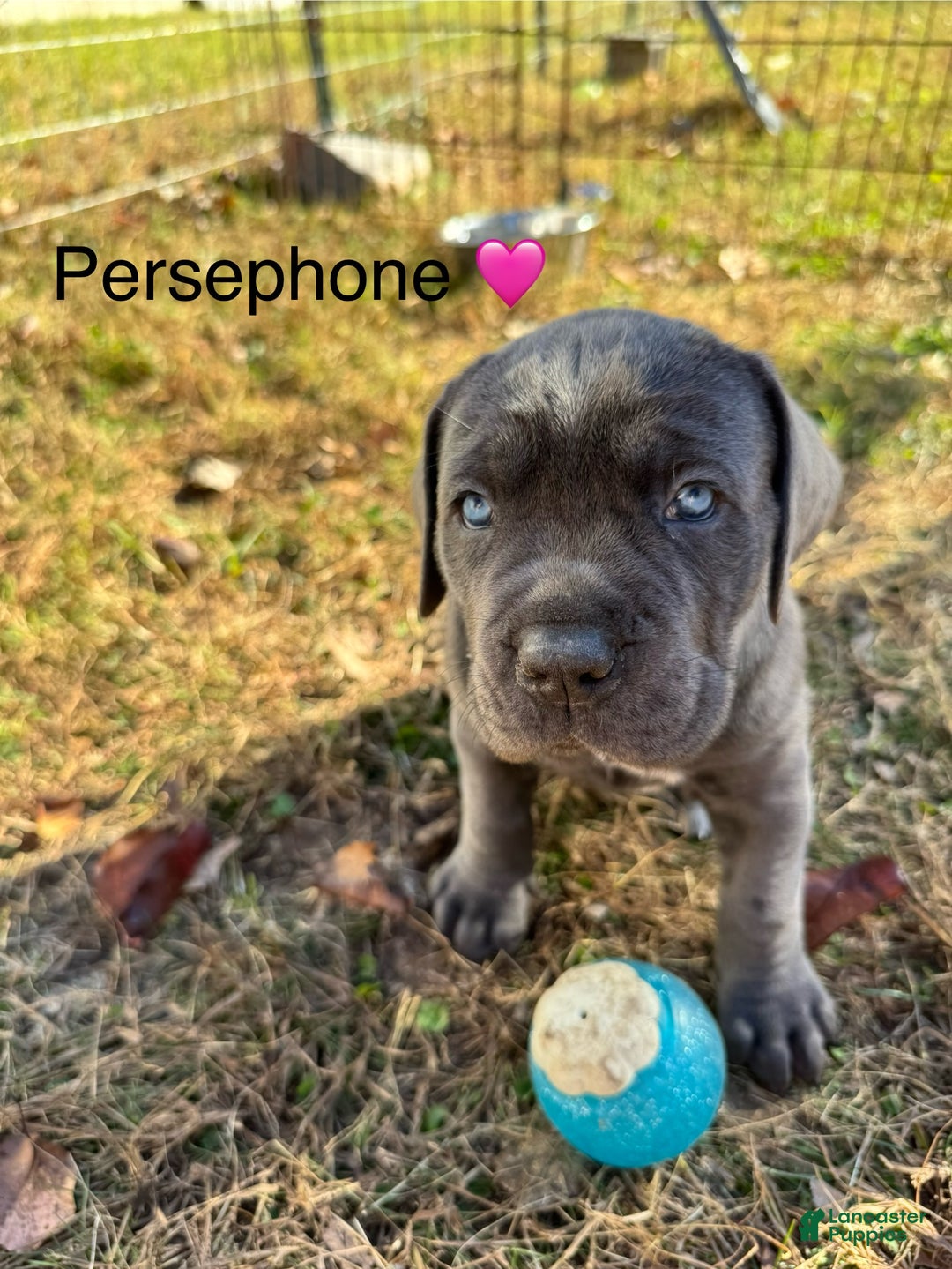 Cane Corso dogs for sale: Persephone - Ad 3