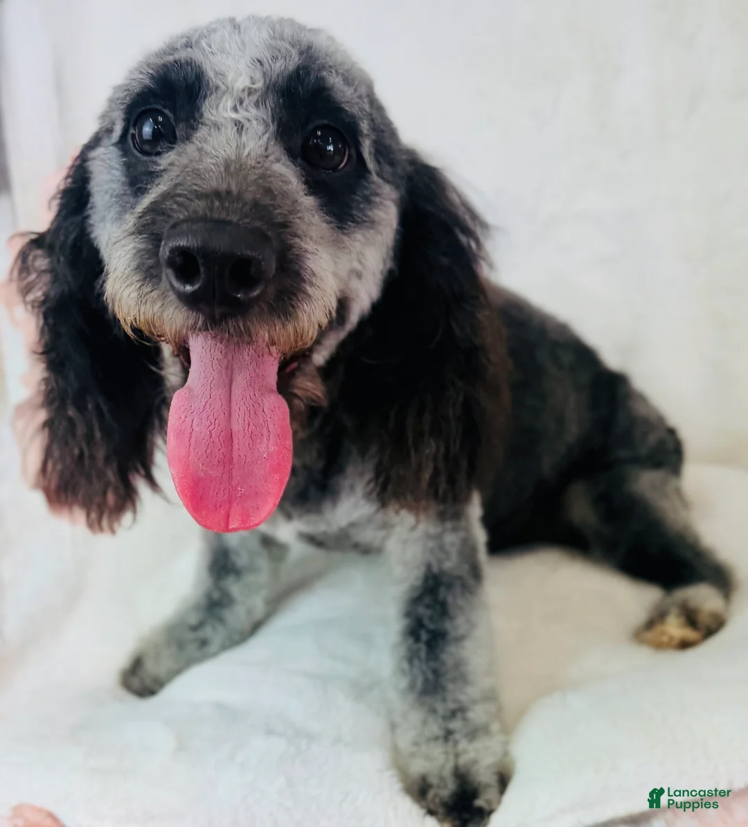 Cockapoo dogs for sale: Cockapoo 1 - Ad 2