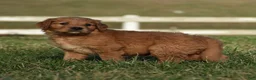Golden Retriever dogs for sale: Rollie         Genetic/OFA - Ad 11
