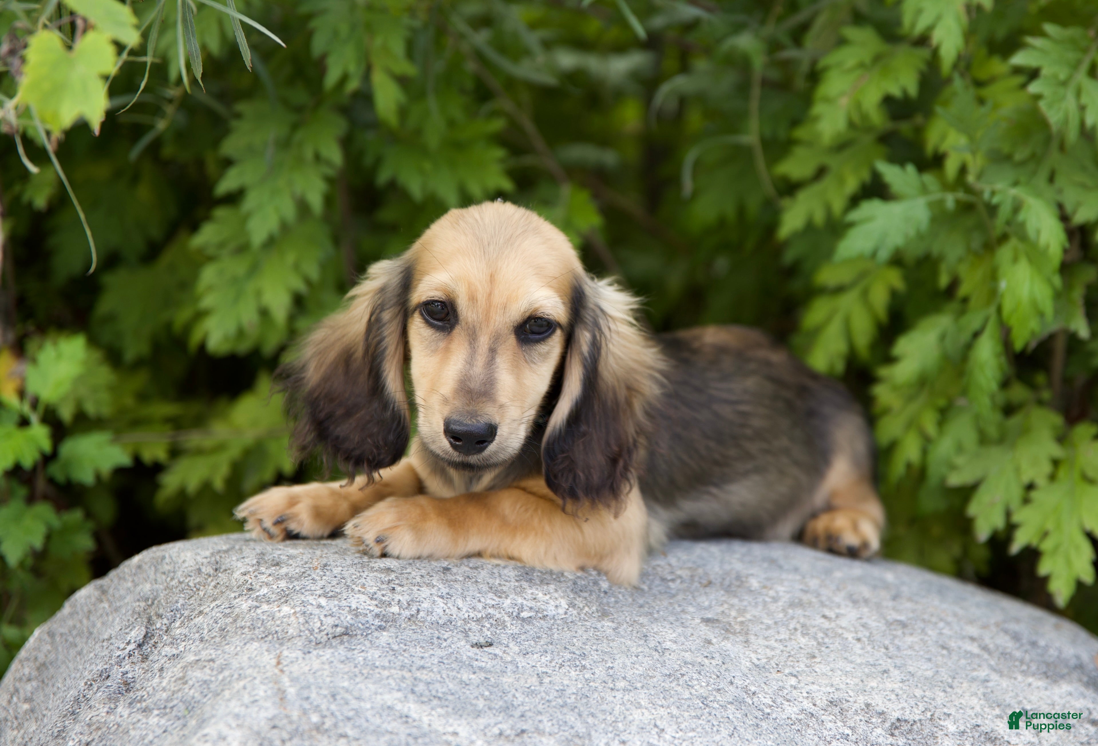 Miniature Dachshund dogs Miniature Dachshund 1 Lewis - Ad 6