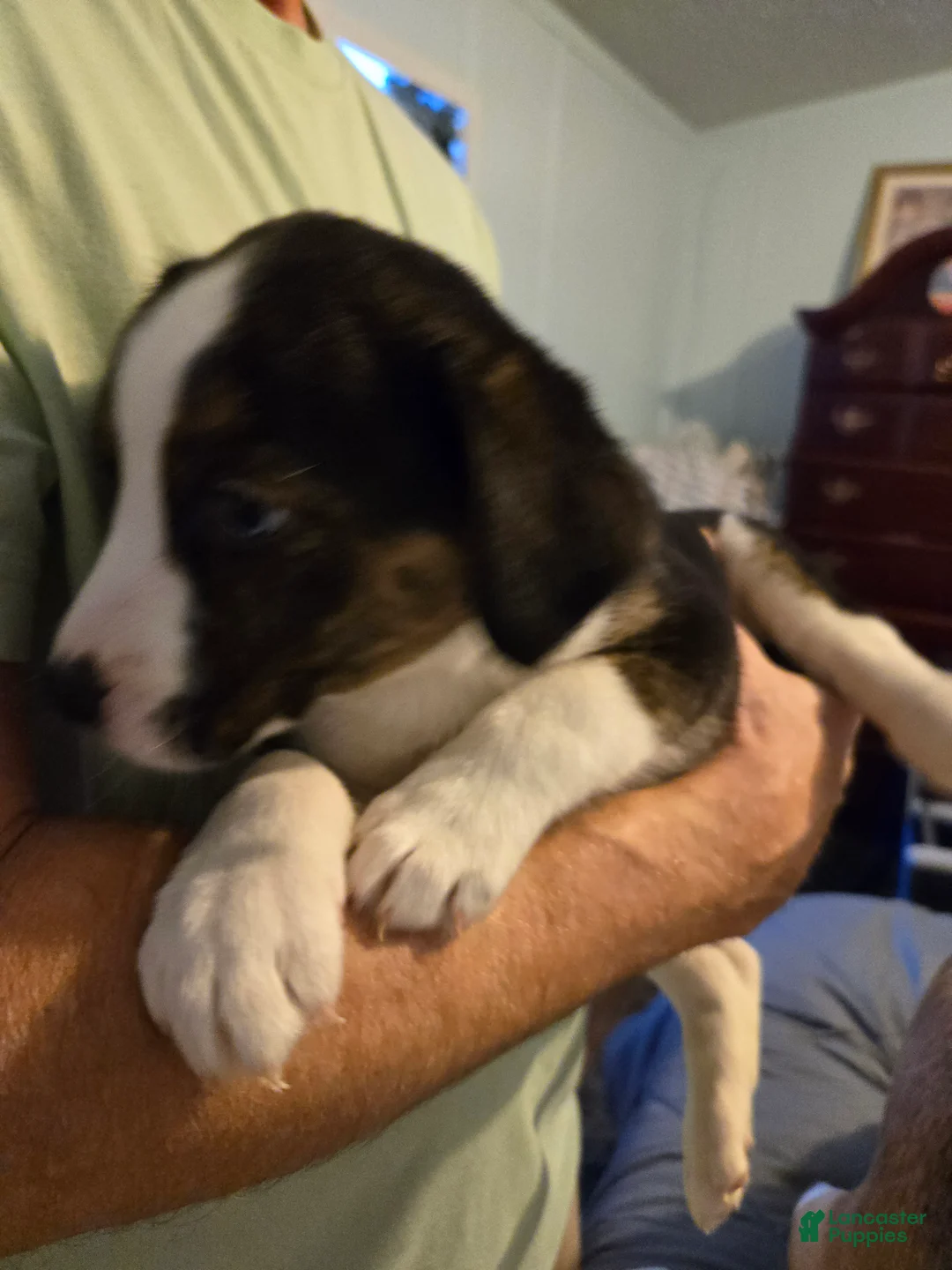 Mixed Breed dogs for sale: PEPE' - Ad 2