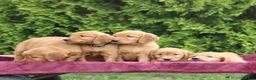 Golden Retriever dogs for sale: Wynn - Ad 5