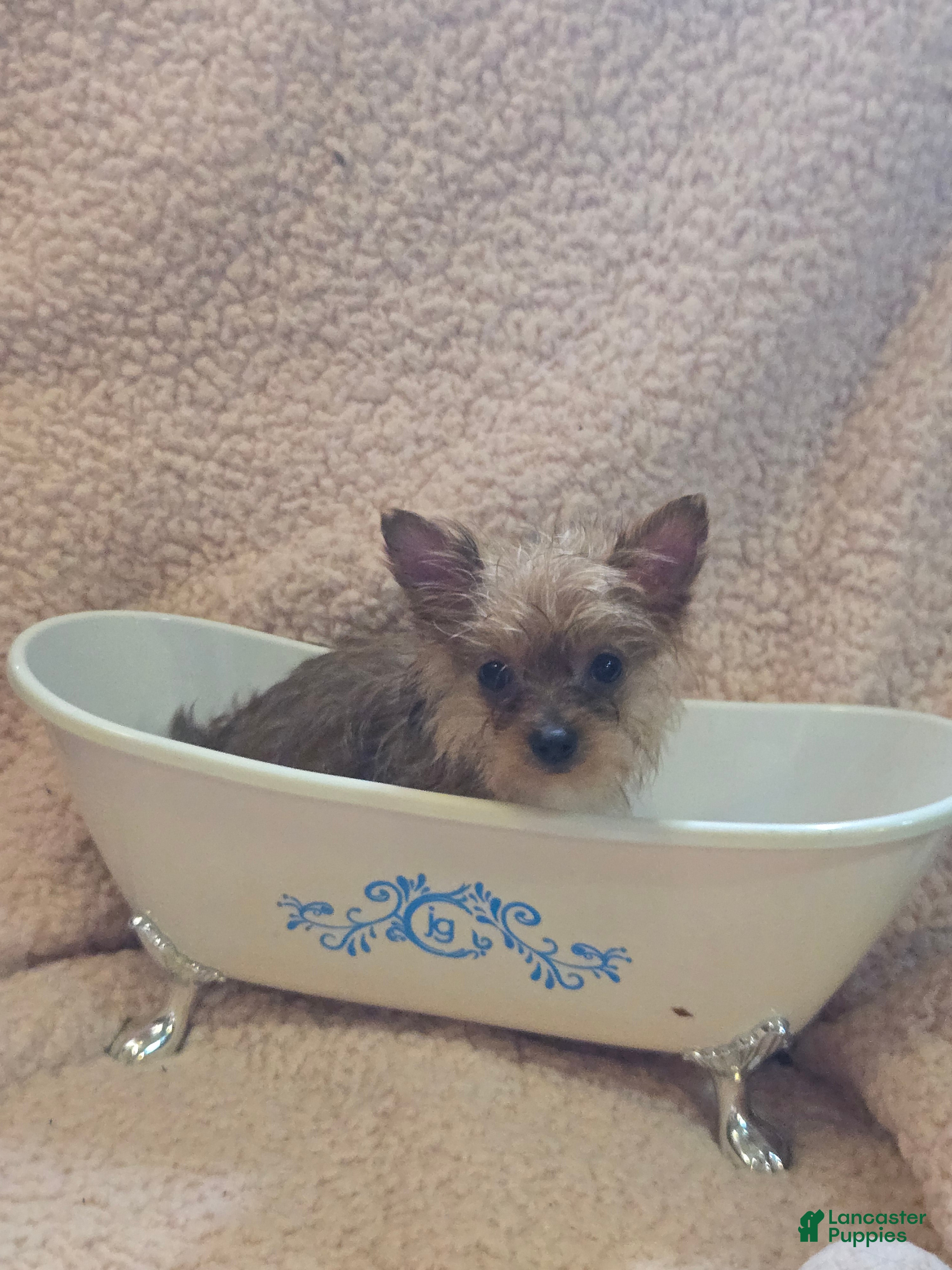 Yorkshire Terrier dogs Yorkshire Terrier Girl - Ad 2