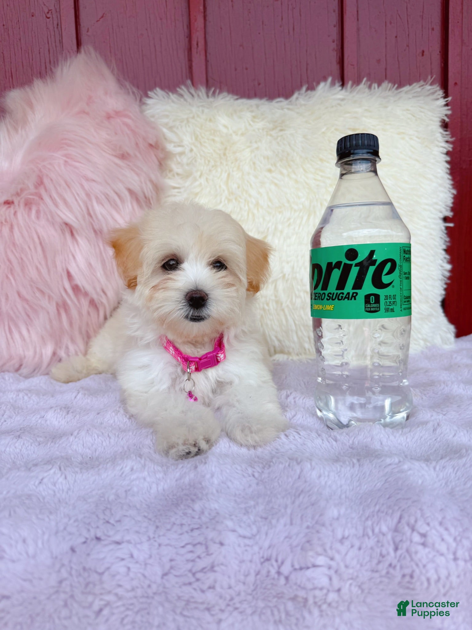 Maltipoo dogs 🩷 Pinky 🩷 - Ad 13