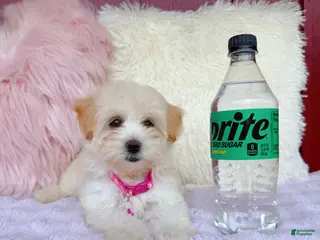 Maltipoo dogs 🩷 Pinky 🩷 - Ad 13