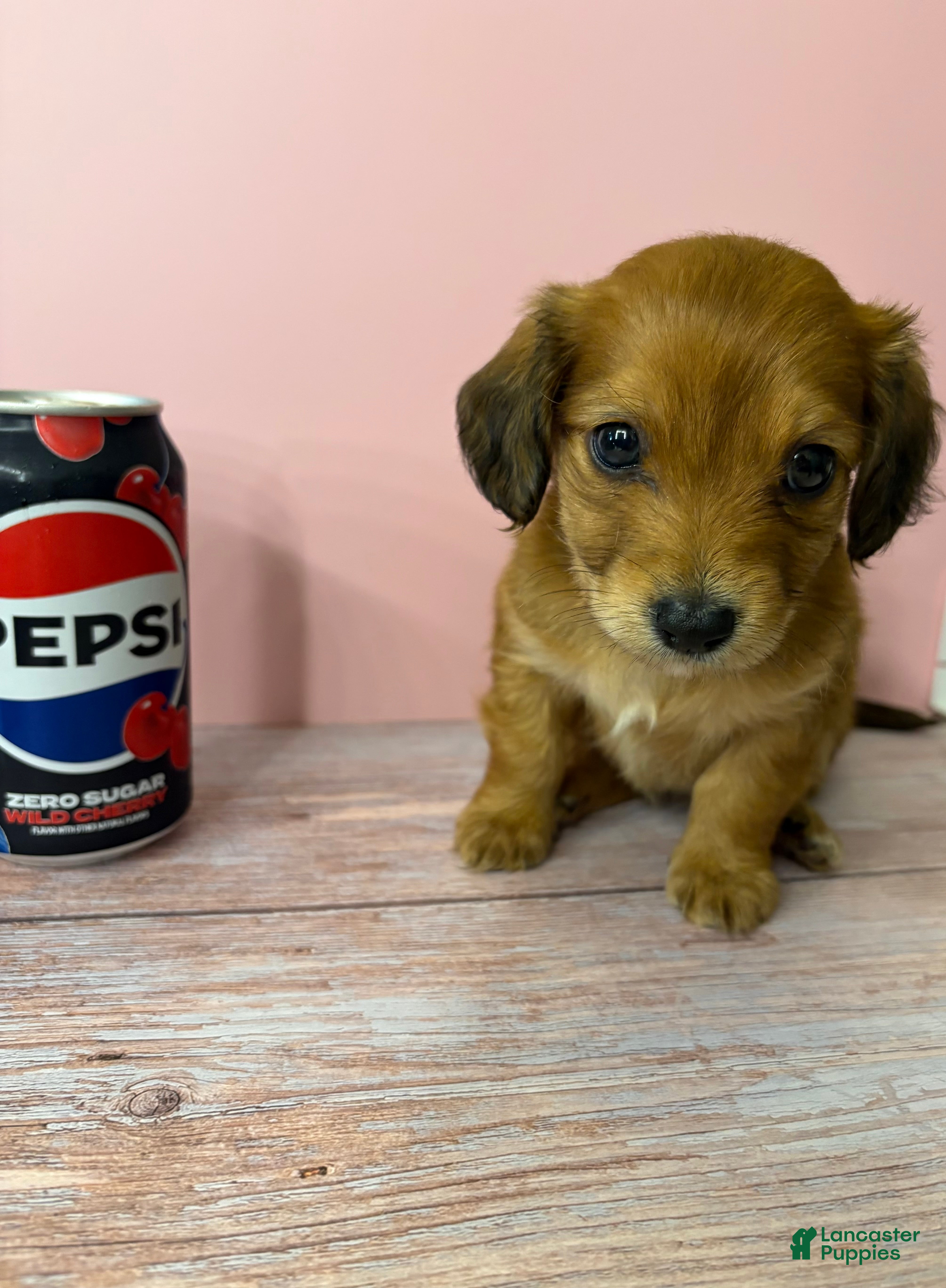 Miniature Dachshund dogs Emmy - Ad 8