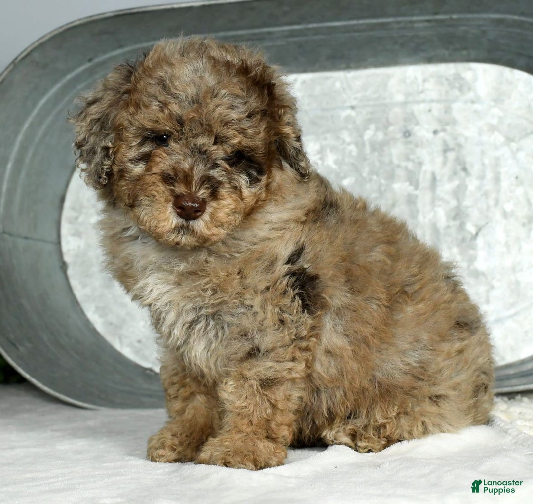 Miniature Poodle dogs for sale: Jake - Ad 6
