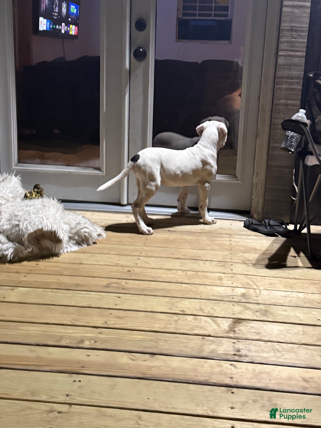 Dogo Argentino dogs for sale: Puppy M3 - Ad 10