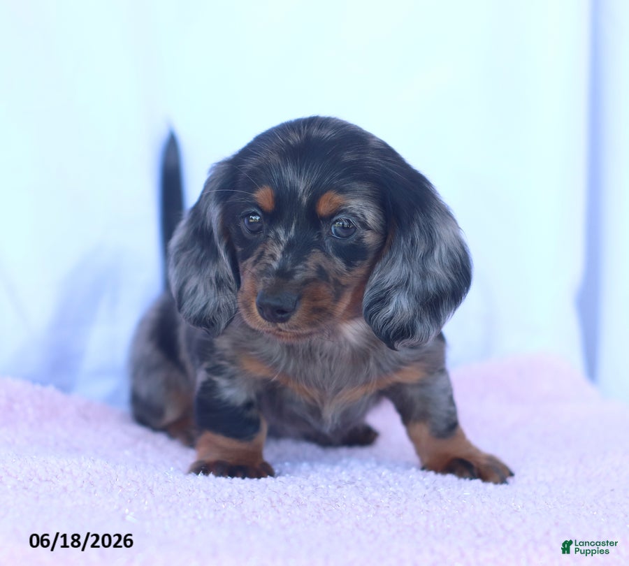 Miniature Dachshund dogs Dakota - Ad 2