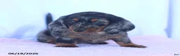 Miniature Dachshund dogs for sale: Dakota - Ad 2