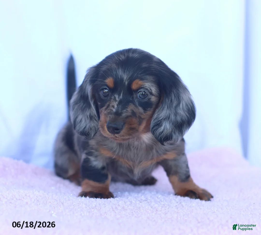 Miniature Dachshund dogs for sale: Dakota - Ad 2