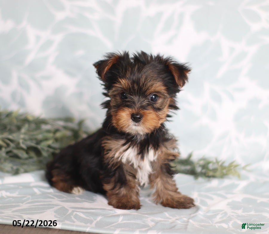 Yorkshire Terrier dogs Mia - Ad 1