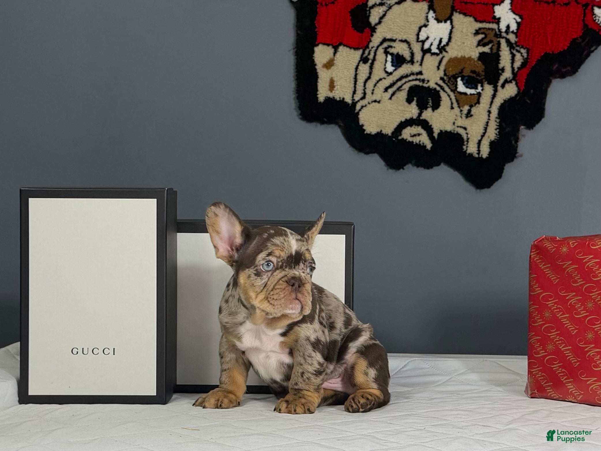 French Bulldog dogs Rocky - Ad 7
