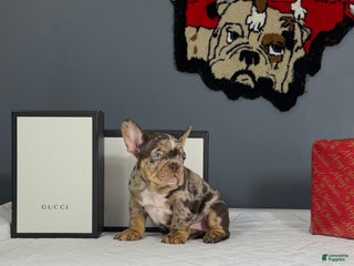 French Bulldog dogs Rocky - Ad 37