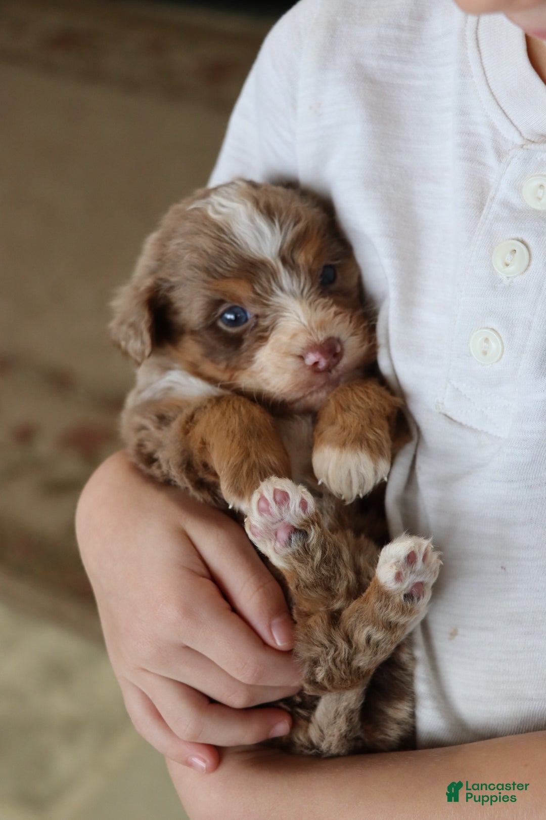 Mixed Breed dogs for sale:  chase - Ad 2