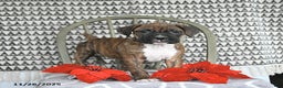 Boxer dogs for sale: Juniper - Ad 4